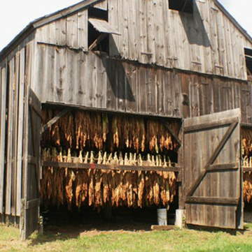 Tobacco Shed