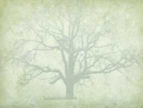 Tree-in-Mist
